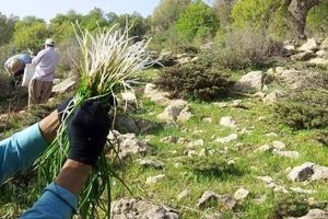 برخورد محیط زیست تهران با برداشت غیرقانونی گیاهان کوهی 
